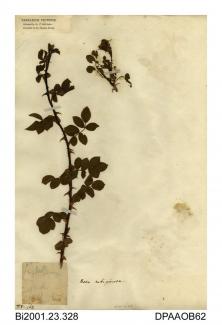 Herbarium sheet, sweet-briar, Rosa rubiginosa, found on the Isle of Wight, 1845