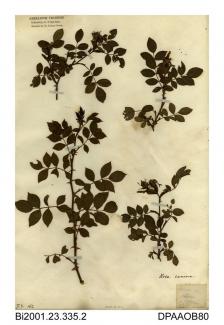 Herbarium sheet, dog-rose, Rosa canina, found on the Isle of Wight, 1845