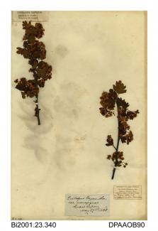 Herbarium sheet, midland hawthorn or may, Crataegus laevigata, found at Quarr Copse, near Binstead, Isle of Wight, 1838