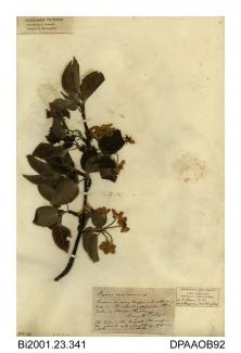 Herbarium sheet, pear, Pyrus communis, found opposite St John's House, Ryde, Isle of Wight, 1845