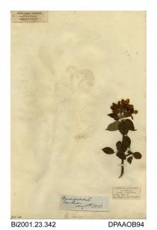 Herbarium sheet, crab apple, Malus sylvestris, found near Ryde, Isle of Wight, 1838