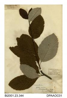 Herbarium sheet, common whitebeam, Sorbus aria, found at Hatchet Close Cliff, near Shanklin, Isle of Wight, 1843