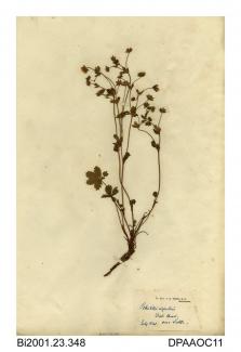 Herbarium sheet, alpine cinquefoil, Potentilla crantzi, found at Dale Head, near Settle, Yorkshire