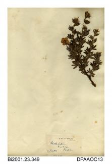 Herbarium sheet, shrubby cinquefoil, Potentilla fruticosa, found at Winchbridge, Forest-in-Teesdale, County Durham, 1841