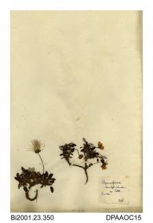 Herbarium sheet, mountain avens, Dryas octopetala, found at Arncliffe Clouder, near Settle, Yorkshire