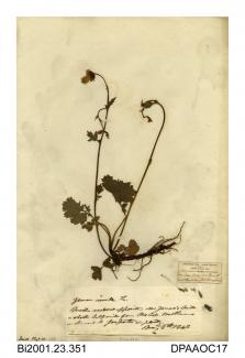 Herbarium sheet, water avens, Geum rivale, found near Bishop's Waltham, Hampshire, 1848
