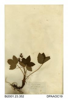 Herbarium sheet, hautbois strawberry, Fragaria muricata, found in a copse on a hillside near East Marden, West Sussex