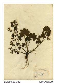 Herbarium sheet, lady's-mantle, Alchemilla vulgaris agg, found at Broughton, Salford, Lancashire, 1841