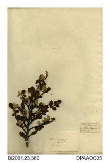 Herbarium sheet, wild cotoneaster, Cotoneaster integerrimus, found at Minehead, Somerset, 1845