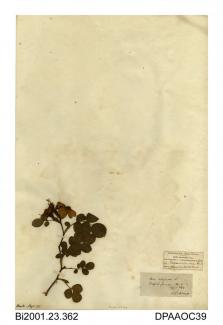 Herbarium sheet, sweet briar, Rosa rubiginosa, found at Titchfield Common, Fareham, Hampshire, 1844