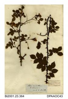 Herbarium sheet, small-flowered sweet-briar, Rosa micrantha, found at East Marden, West Sussex