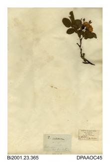 Herbarium sheet, soft downy-rose, Rosa mollis, found in Yorkshire