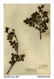 Herbarium sheet, sabine's rose, Rosa sabini, found at Upleatham, near Skelton, Yorkshire