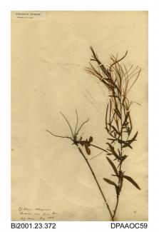 Herbarium sheet, square-stalked willowherb, Epilobium tetragonum, found on the roadside near Grove Farm, near Brading, Isle of Wight, 1858
