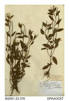 Herbarium sheet, pale willowherb, Epilobium roseum var floribus pellidis, found near Petersfield, Hampshire, 1849