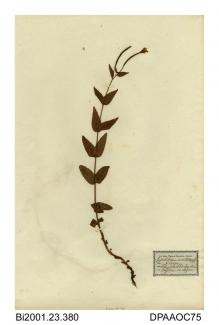 Herbarium sheet, broad-leaved willowherb, Epilobium montanum var, found on the side of Loch Brandy stream, Angus, Scotland, 1843