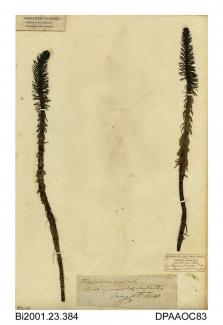 Herbarium sheet, mare's tail, Hippuris vulgaris, found at Brading Marshes, Brading, Isle of Wight, 1840