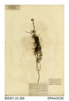 Herbarium sheet, spiked water-milfoil, Myriophyllum spicatum, found in a ditch on Sandown Level, between Sandown and Brading, Isle of Wight, 1840