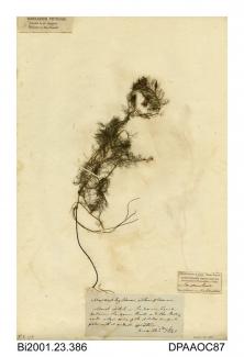 Herbarium sheet, alternate water-milfoil, Myriophyllum alterniflorum, found in a marsh ditch on Sandown Level, between Sandown Fort and the Brading Road, Isle of Wight, 1840
