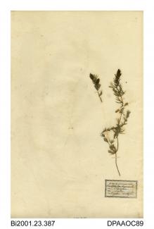 Herbarium sheet, rigid hornwort, Ceratophyllum demersum, found at Loch Rescobie, Angus, Scotland, 1844