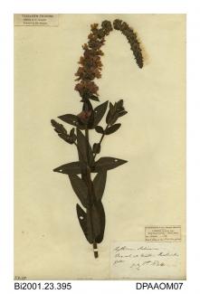 Herbarium sheet, purple-loosestrife, Lythrum salicaria, found in a marsh at Easton, Freshwater Gate, Isle of Wight, 1844