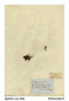 Herbarium sheet, mossy stonecrop, Crassula tillaea, found on dry sand near the Inn, Stoney Cross, New Forest, Minstead, Hampshire, 1949