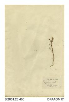 Herbarium sheet, hairy stonecrop, Sedum villosum, found on the road near Castlecraig, Peebleshire, Scotland