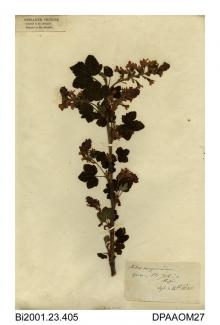 Herbarium sheet, flowering currant, Ribes sanguineum, found in a garden at St John's, Ryde, Isle of Wight, 1840