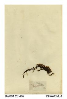 Herbarium sheet, opposite-leaved golden-saxifrage, Chrysosplenium oppositifolium, found at Pen-y-ghent, Yorkshire, 1840