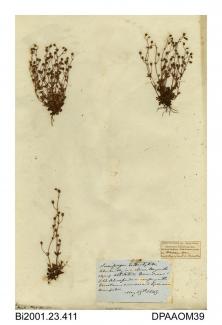 Herbarium sheet, rue-leaved saxifrage, Saxifraga tridactylites, found on the edge of Abbotstone Down, Itchen Stoke and Ovington, Hampshire, 1849