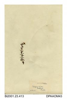 Herbarium sheet, yellow saxifrage, Saxifraga aizoides, found at Widdybank, near Middleton-in-Teesdale, County Durham, 1841