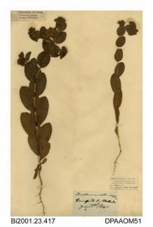 Herbarium sheet, thorow-wax, Bupleurum rotundifolium, found in a cornfield near Wellow, Isle of Wight, 1840