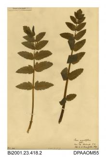Herbarium sheet, lesser water-parsnip, Berula erecta, found near the Sandrock Hotel, Blackgang, Isle of Wight, 1839
