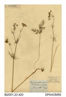 Herbarium sheet, pignut, Conopodium majus, found at St John's, Ryde, Isle of Wight, 1838