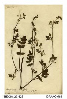 Herbarium sheet, fool's water-cress, Apium nodiflorum, found by the shore, Bembridge, Isle of Wight, 1860