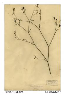 Herbarium sheet, corn parsley, Petroselinum segetum, found at Ryde, Medina, Isle of Wight