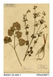 Herbarium sheet, wild celery, Apium graveolens, found at Thorley, west Yarmouth, Isle of Wight