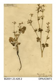 Herbarium sheet, wild celery, Apium graveolens, found at Thorley, west Yarmouth, Isle of Wight