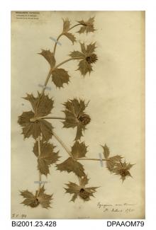 Herbarium sheet, sea holly, Eryngium maritimum, found on St Helens Spit, Isle of Wight