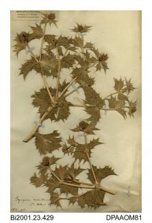 Herbarium sheet, sea holly, Eryngium maritimum, found on St Helens Spit, Isle of Wight