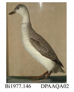 Taxidermy, bird mounted in a display case, red throated diver, Gavia stellata, prepared by T Barrow, High Street, Christchurch, Dorset, about early 19th century