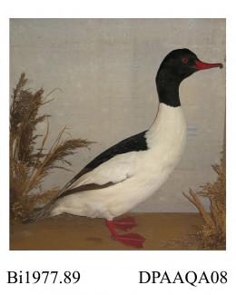 Taxidermy, bird mounted in a display case, goosander, Mergus merganser, prepared by William Hart, Christchurch, Dorset, about 1840s to 1860s