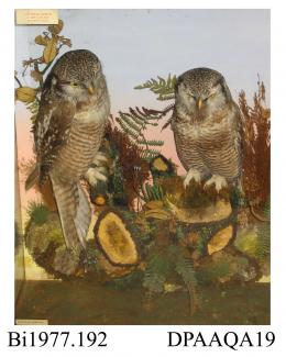 Taxidermy, birds mounted in a display case, hawk owl, Surnia ulula, 2 specimens, prepared by Ashmead and Co., 35 Bishopsgate, London