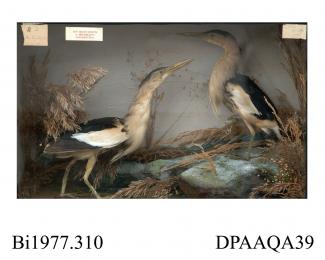 Taxidermy, birds mounted in a display case, 2 little bitterns, Ixobrychus minutus, prepared by William Hart and Son, Christchurch, Dorset, about 1850