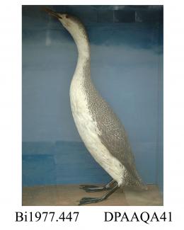 Taxidermy, bird mounted in a display case, red throated diver, Gavia stellata, in winter plumage, base covered with sand, background pale blue, prepared by William Hart and Son, Christchurch, Dorset, about 1840s