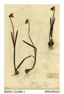 Herbarium sheet, snowdrop, Galanthus nivalis, found at Snowdrop Lane, Gatcombe, Isle of Wight, 1840
