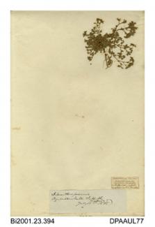 Herbarium sheet, perennial knawel, Scleranthus perennis, found by Mildenhall, Suffolk, 1838