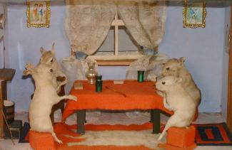 Taxidermy, Baby Rabbits Playing Cards, mounted in a display case, prepared by William Chalkley, The Square, Winchester, Hampshire, about 1890s to early 1900s
the mammals are 4 brown rats, Rattus novegicus, considerably altered to resemble baby rabbits