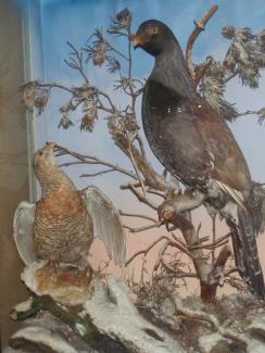 Taxidermy, birds mounted in a display case, capercaillie, Tetrao urogallus, male and female, shot Scotland
case decoratesd with fir cones, simulated rock, grass and heather; the whole covered with a sprinkling of snow; background a wash from blue to ora