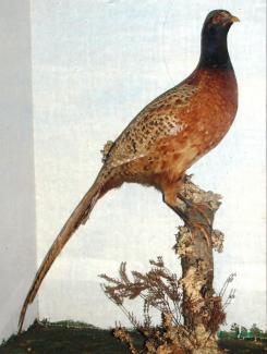 Taxidermy, bird mounted in a case, pheasant, Phasianus colchicus, male
